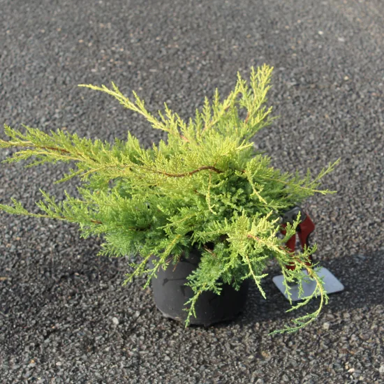 Genévrier de pfitzer 'Pfitzeriana aurea'