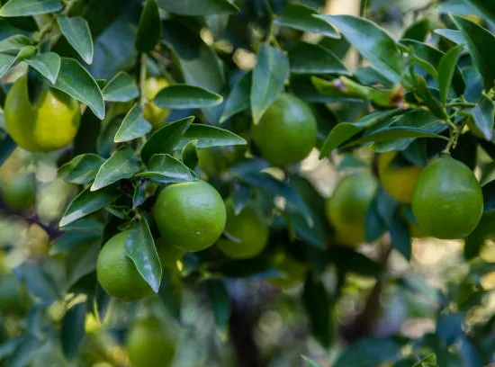 Limequat