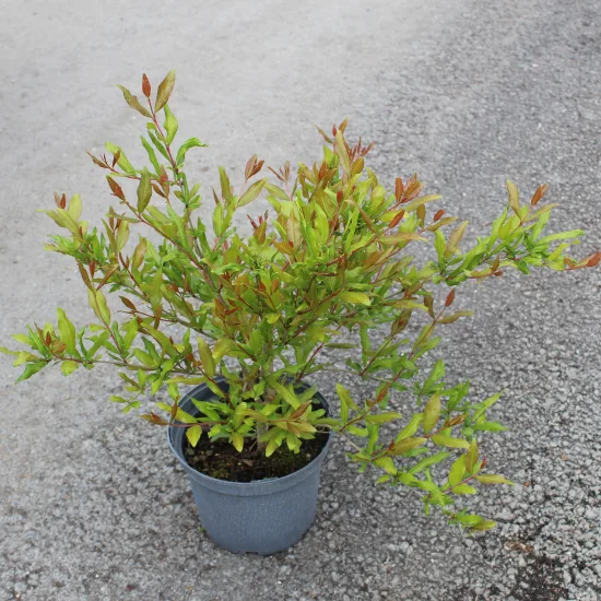 Grenadier à fleurs 'Early'