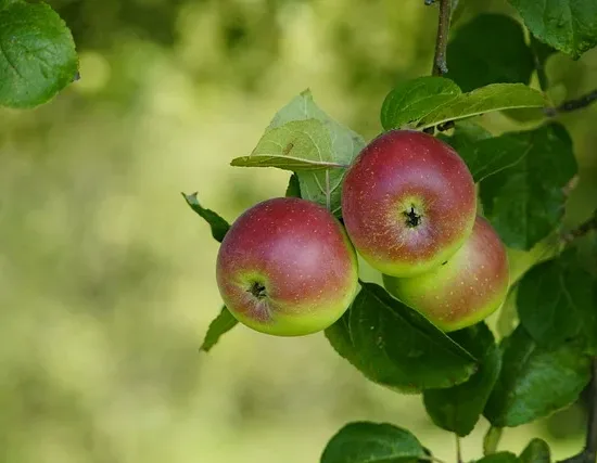 Pommier gala