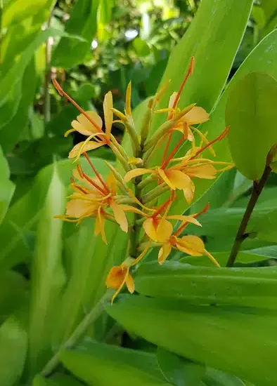 Gingembre ornemental 'Tara'
