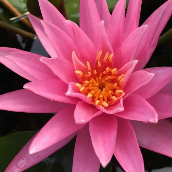 Nénuphar 'Rose arey'