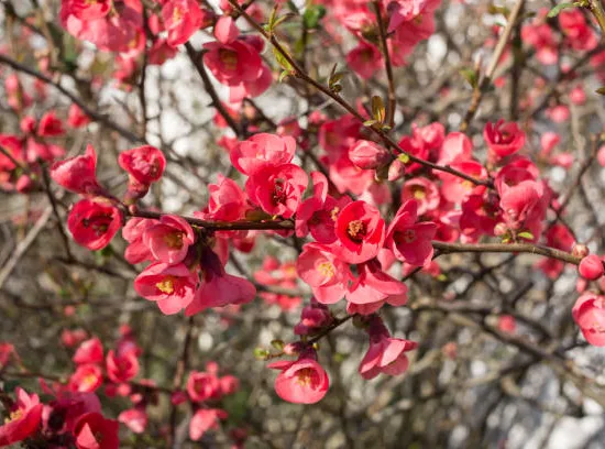 Cognassier à fleurs 'Pink storm'