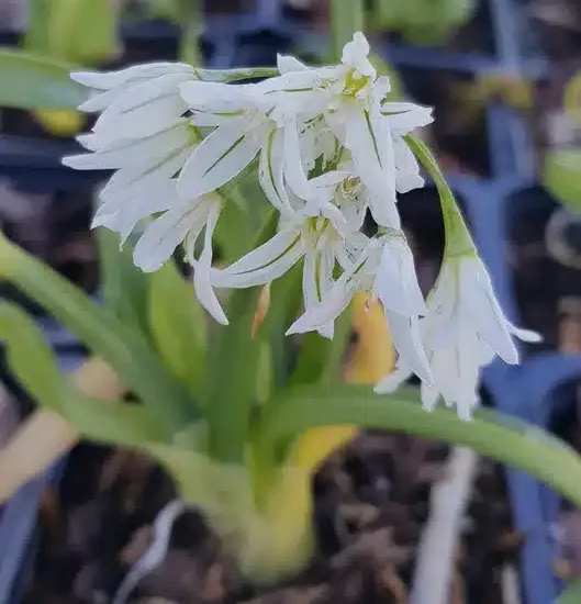 Ail triquètre ' '