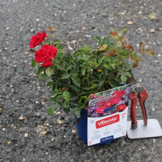 Rosier 'New vesuvia rouge '