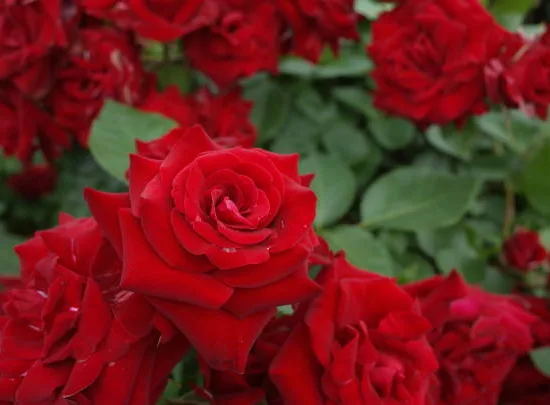 Rosier 'Chorus '