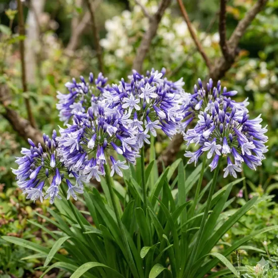 Agapanthe 'Fireworks'