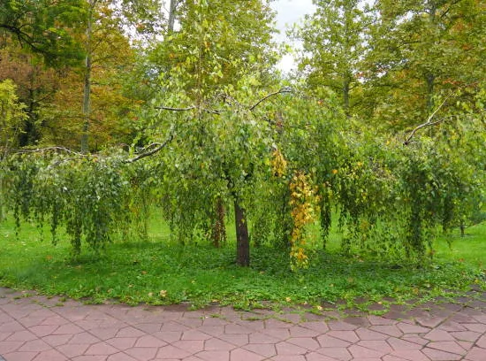 Bouleau verruqueux 'Youngii'