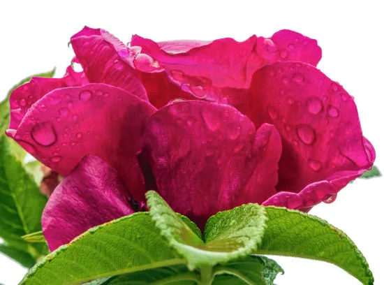 Rosier 'Exception rotes meer'