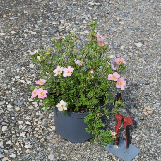 Potentille 'Pink paradise'