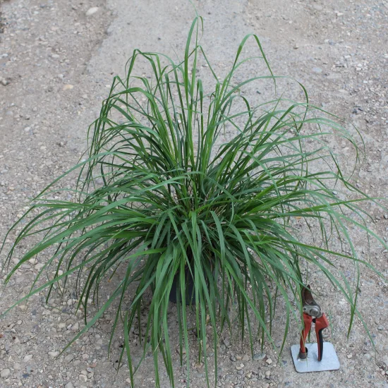 Herbe aux écouvillons 'Moudry'