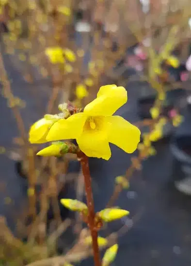 Forsythia 'Lynwood gold'