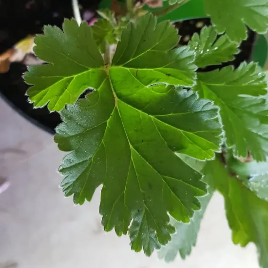 Géranium à caudex ' '