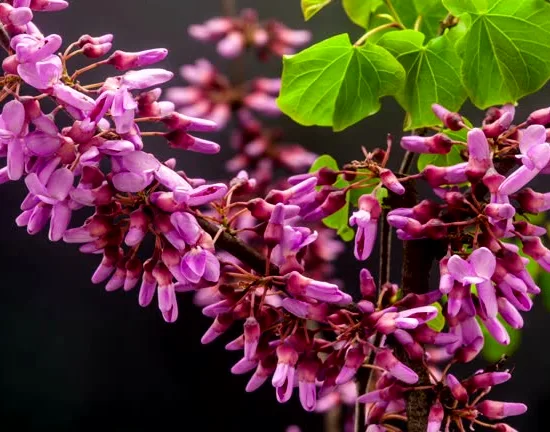 Gainier du canada 'Lavender twist'