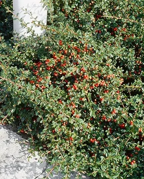 Cotonéaster 'Eichholz'