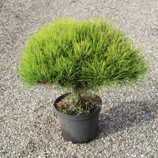 Pin noir 'Marie bregeon'