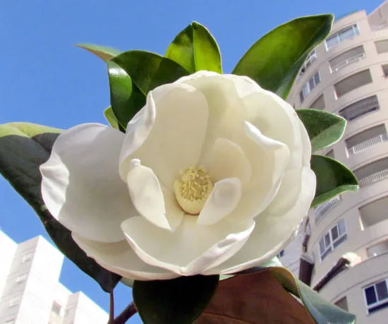Magnolia à grandes fleurs 'Alta'