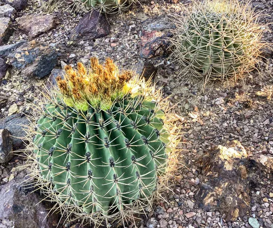 Cactus Féroce pottsii