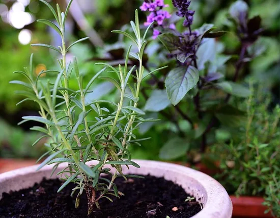 Rosmarinus officinalis
