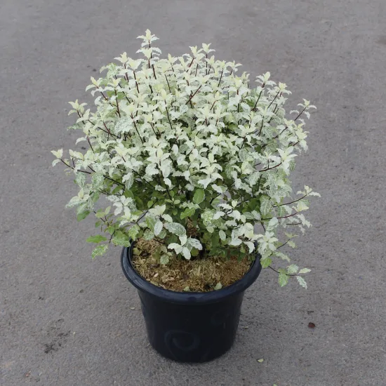 Pittospore 'Irene paterson'