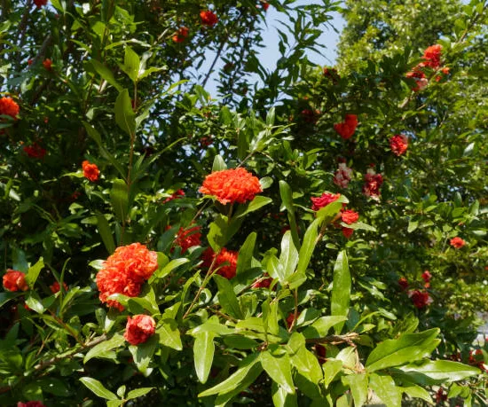 Grenadier 'Pleniflora''