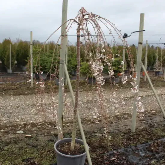 Cerisier à fleurs 'Pendula'