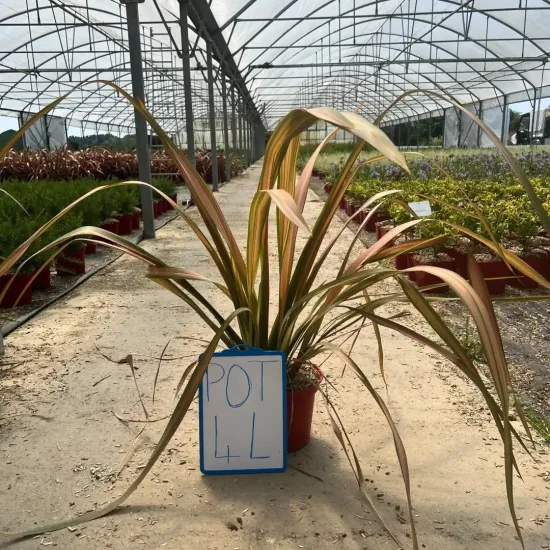 Phormium 'Jester'