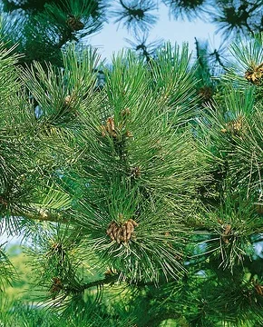 Pin noir 'Austriaca'