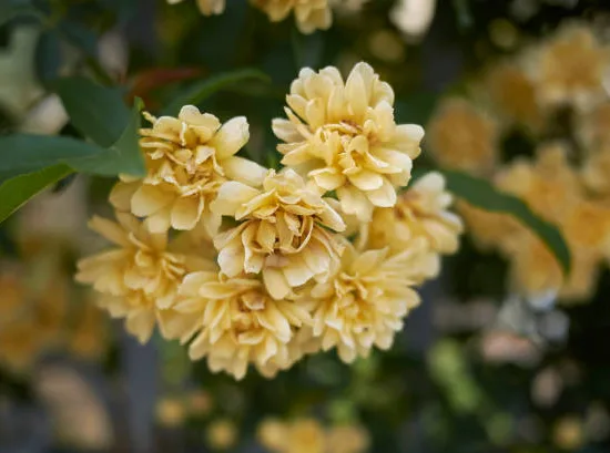 Rosier de banks 'Lutea'