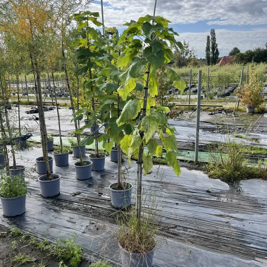 Catalpa commun