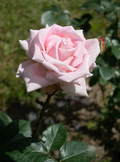 Rosier 'Boreale '