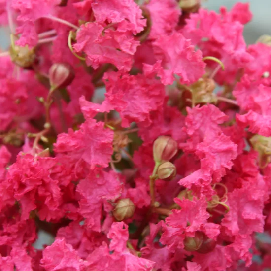 Lilas des indes 'Margaux'