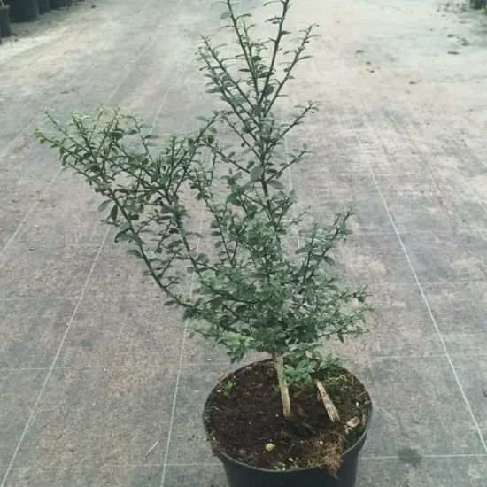 Citronnier caviar 'Pink red'