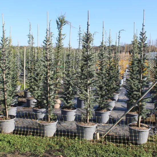 Cèdre bleu de l'atlas pyramidal 'Glauca pyramidalis'