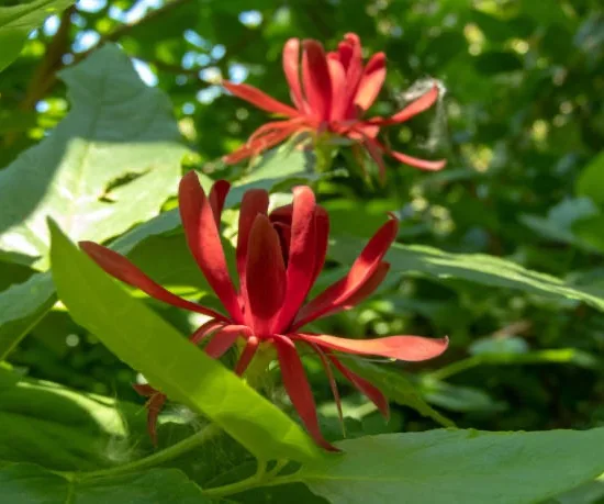 Calycanthus floridus