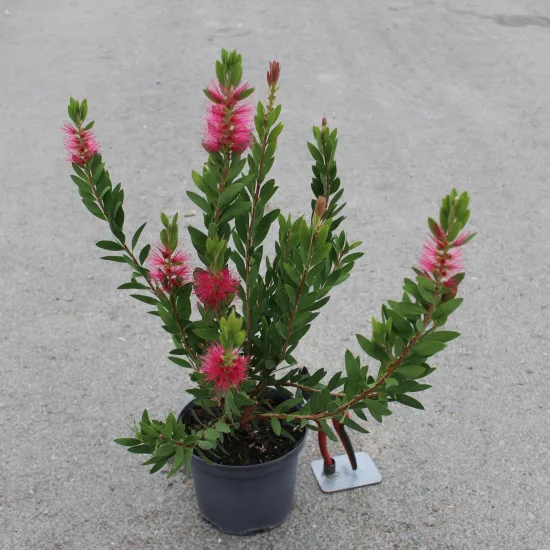 Rince-bouteille Rose