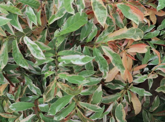 Troène luisant 'Tricolor'