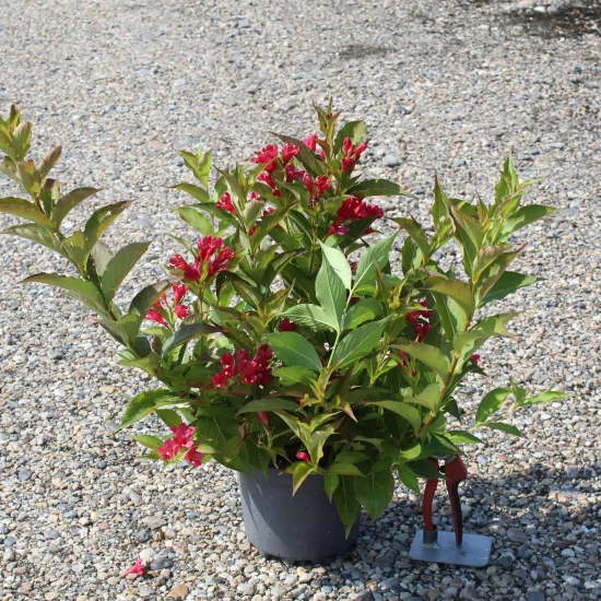 Weigelia 'Summer red'