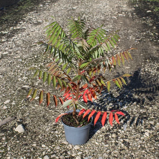 Sumac de virginie