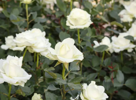 Rosier 'Annapurna '