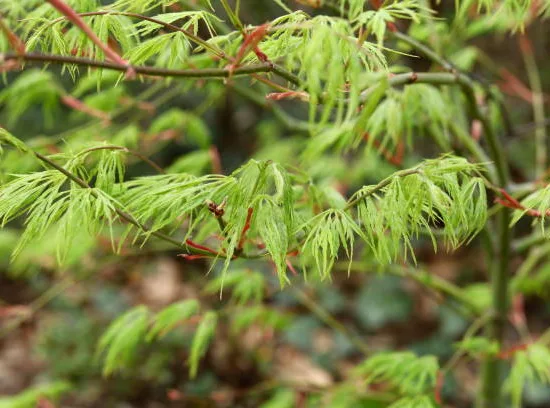 Érable argenté 'Laciniatum wieri'