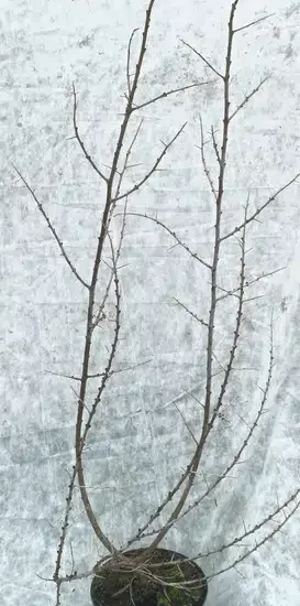 Argousier 'Askola  ♀'