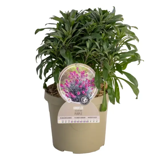 Erysimum 'Purple'