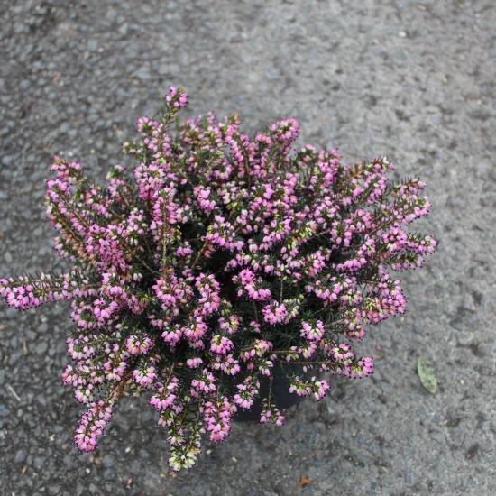 Bruyère 'Rouge'