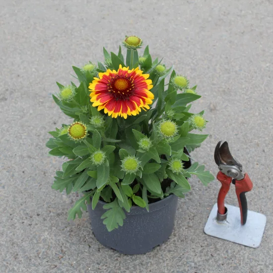 Gaillarde 'Sun'