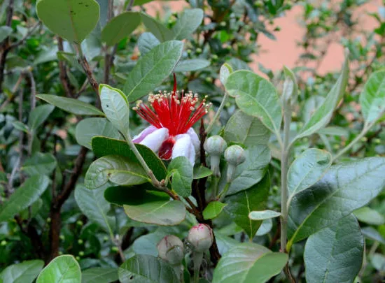 Feijoa 'Triumph'