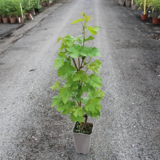 Vigne 'De table muscat de hambourg'