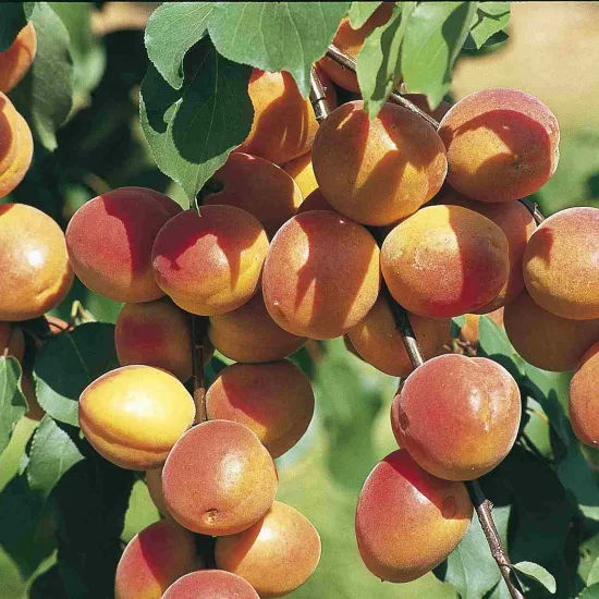 Abricotier 'Polonais'