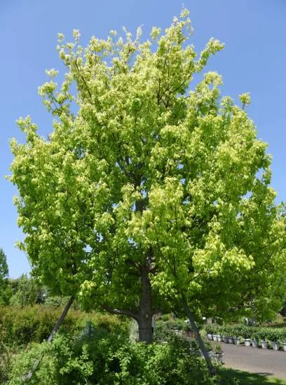 Érable sycomore