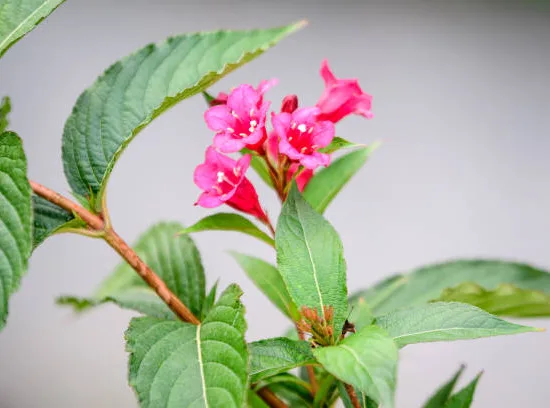 Weigelia 'Brigela'
